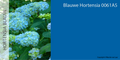 BLAUWE VERFKLEUR (HORTENSIA BLAUW)