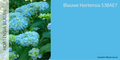 BLAUWE VERFKLEUR (HORTENSIA BLAUW)