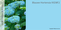 BLAUWE VERFKLEUR (HORTENSIA BLAUW)