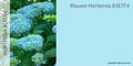 BLAUWE VERFKLEUR (HORTENSIA BLAUW)