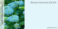 BLAUWE VERFKLEUR (HORTENSIA BLAUW)