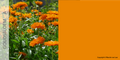 ORANJE VERFKLEUREN (GOUDSBLOEM)