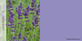 LILA PAARSE VERFKLEUR (LAVENDEL)